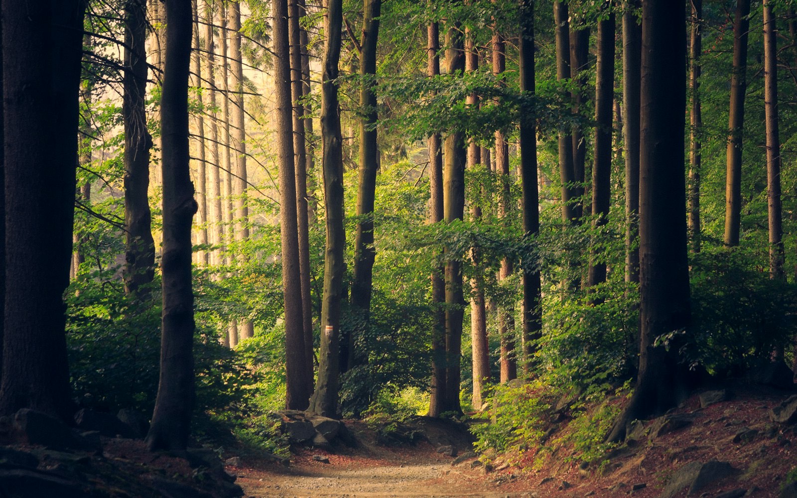 Sunlight breaking through a tall forest, lighting a path